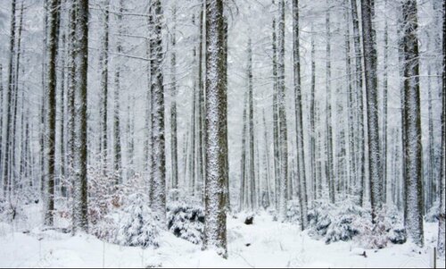 Самарт яваад ор сураггүй таван сар болжээ